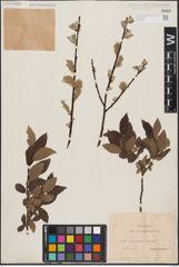 Foto von Salix aurita L. x Salix lapponum L.